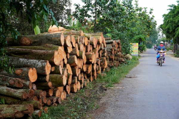 ĐỐN BỎ SẦU RIÊNG