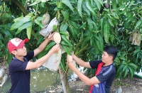 Giải pháp an toàn chuyển đổi đất trồng lúa kém hiệu quả