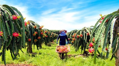 Tìm miền đất tiềm năng mới cho thanh long Việt Nam