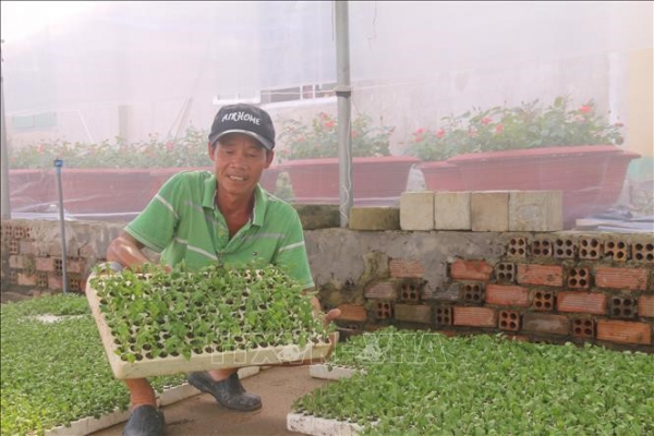 Nông dân lo ngại về thị trường tiêu thụ hoa Tết
