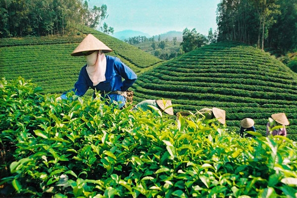 Trăn trở của người nông dân trồng chè