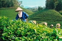 Trăn trở của người nông dân trồng chè