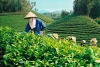 Trăn trở của người n&ocirc;ng d&acirc;n trồng ch&egrave;