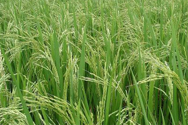 An Giang: Trên 81% diện tích trồng lúa thực hiện qui trình 3 giảm 3 tăng và tiết kiệm nước