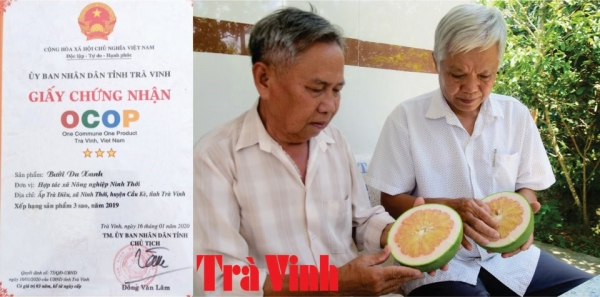 BƯỞI DA XANH NINH THỚI