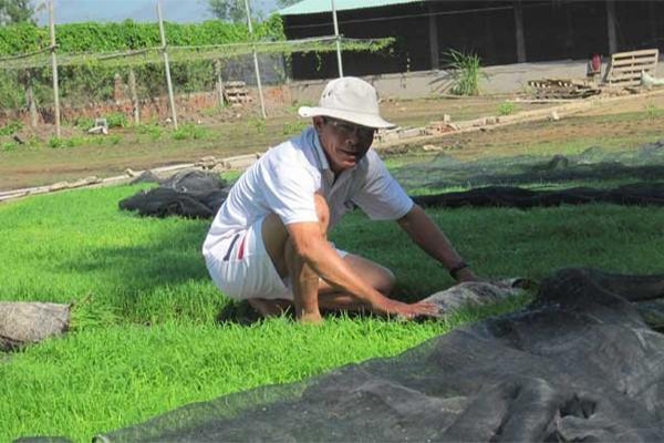 Phương pháp gieo mạ trên sân
