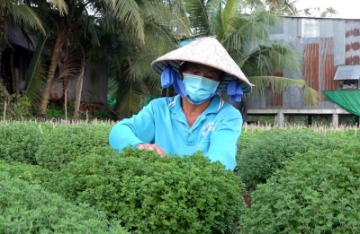 N&ocirc;ng d&acirc;n chuẩn bị vụ hoa Tết