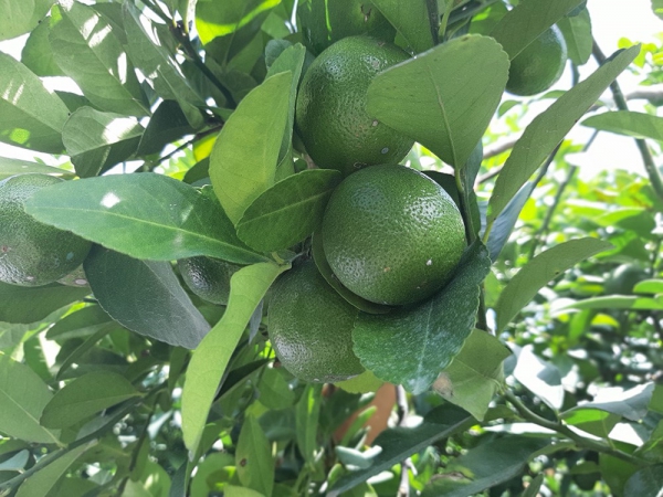 HIỆU QUẢ TỪ GIỐNG CHANH BÔNG TÍM