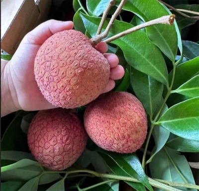 Vải thiều 'khổng lồ' gi&aacute; si&ecirc;u đắt đỏ vẫn ch&aacute;y h&agrave;ng