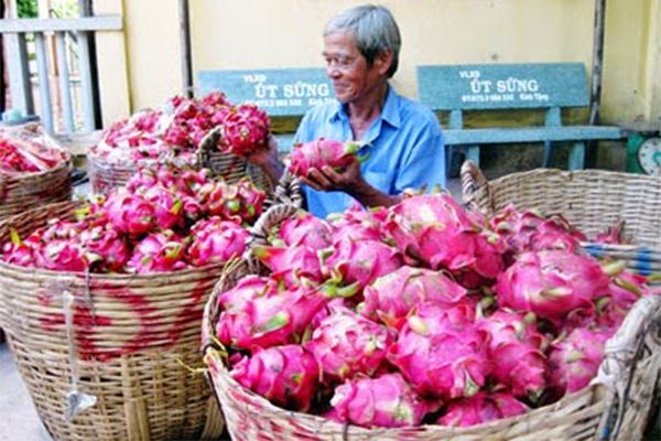 Thanh long và khoai lang rớt giá