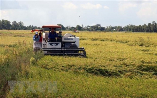 Thị trường nông sản tuần qua: Lúa, tiêu giữ giá ổn định