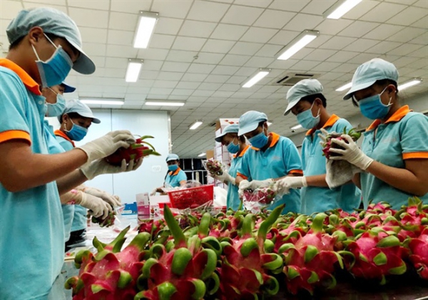 Thanh long Việt trước nhiều sức ép