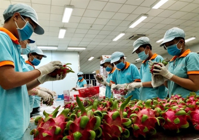 Thanh long Việt trước nhiều sức &eacute;p