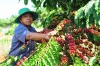 L&acirc;m Đồng chuyển đổi hơn 10 ngh&igrave;n ha c&acirc;y trồng k&eacute;m hiệu quả