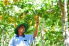 Giống nho mang đến sự giàu có