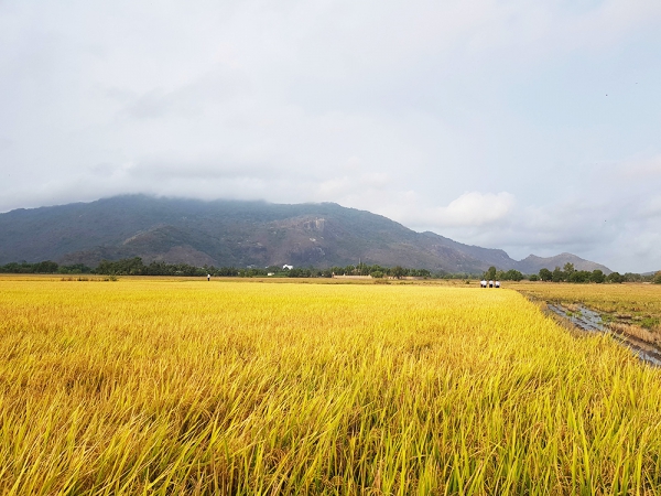 Quay lưng với gạo, nền kinh tế hàng đầu châu Á đối mặt mối đe dọa với an ninh quốc gia