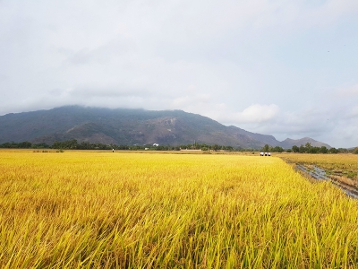 Quay lưng với gạo, nền kinh tế h&agrave;ng đầu ch&acirc;u &Aacute; đối mặt mối đe dọa với an ninh quốc gia