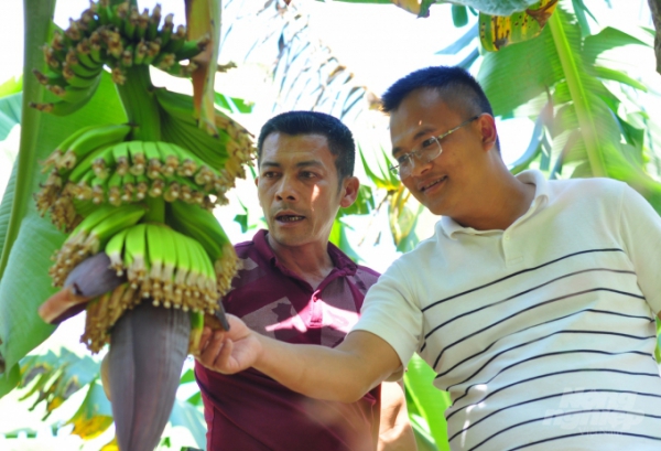 Chuối vùng sâu sang Nhật
