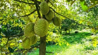 Sầu ri&ecirc;ng n&uacute;i D&agrave;i