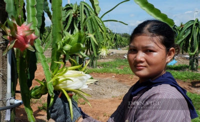 Diện t&iacute;ch thanh long giảm hơn 1.350ha, tỉnh B&igrave;nh Thuận tức tốc đưa ra giải ph&aacute;p