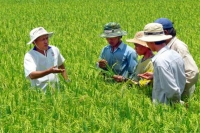 Sản xuất l&uacute;a VietGAP - hướng mở cho c&aacute;nh đồng mẫu lớn