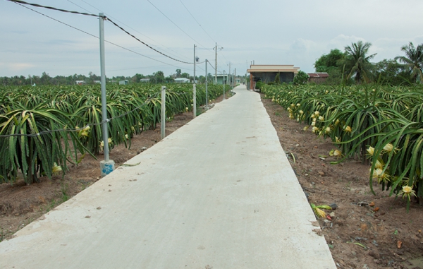 Nâng cao chất lượng trái thanh long tiêu thụ trên thị trường