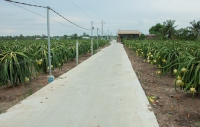 N&acirc;ng cao chất lượng tr&aacute;i thanh long ti&ecirc;u thụ tr&ecirc;n thị trường