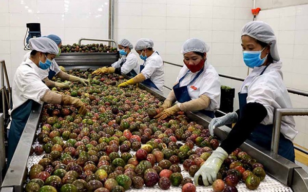 PHÁT TRIỂN BỀN VỮNG CÂY CHANH LEO