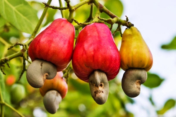 Điều liên tục mất mùa, nhà nông cần thêm các giải pháp cấp bách