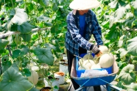 Trồng dưa lưới trong nh&agrave; m&agrave;ng