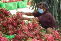 N&ocirc;ng sản giảm gi&aacute; mạnh khiến n&ocirc;ng d&acirc;n gặp kh&oacute;