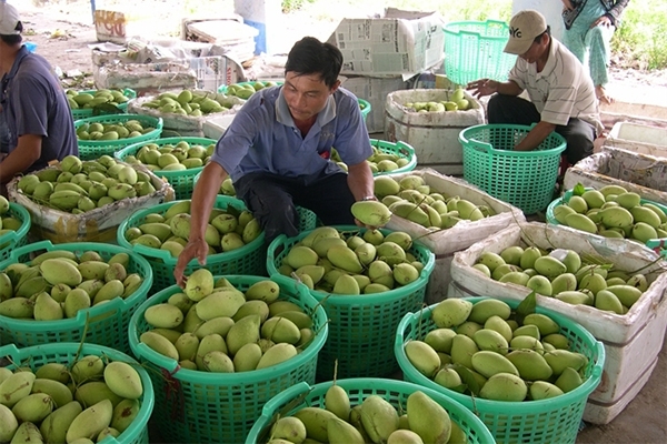 Thực hư chuyện xoài Trung Quốc &quot;ngậm hóa chất&quot;