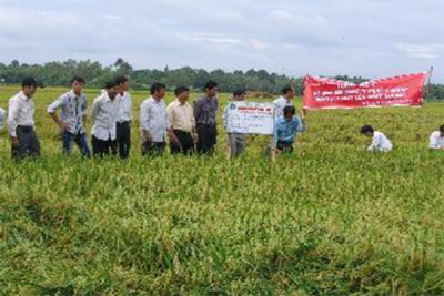 Trồng l&uacute;a "1 phải 5 giảm", lợi nhuận cao
