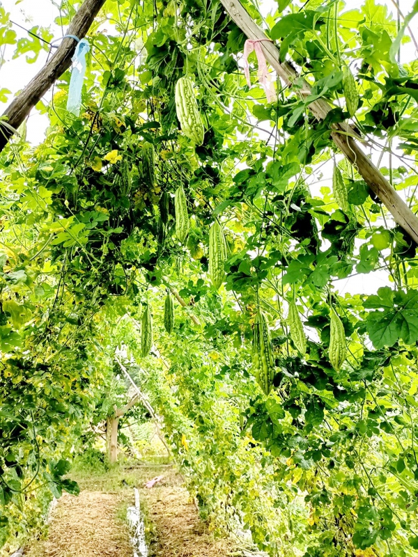 Hiệu quả mô hình trồng cây khổ qua ghép gốc mướp