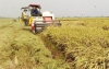 Tăng lợi nhuận cho người trồng lúa