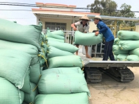Lái lúa bỏ cọc, nông dân rối bời