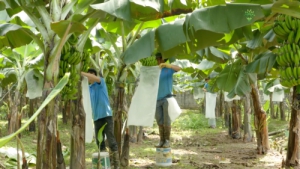 Nông dân Hưng Yên xuất khẩu chuối tiêu hồng