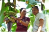 Người đưa trái chuối trứ danh đi Nhật