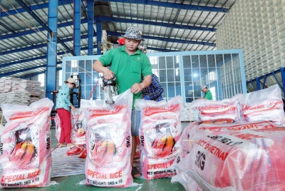 Phấn khởi v&igrave; l&uacute;a được m&ugrave;a tr&uacute;ng gi&aacute;