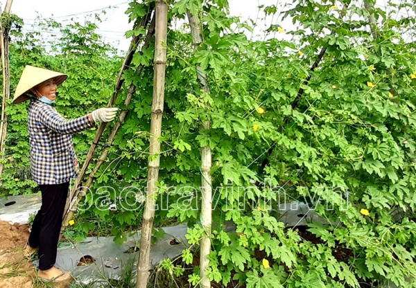 Cầu Ngang: Định hướng chuyển đổi cây màu trên đất lúa vụ đông-xuân