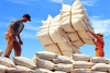 Thị trường gạo chờ kết quả phi&ecirc;n đấu thầu v&agrave;o Philippines
