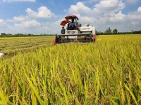 Ph&aacute;t triển li&ecirc;n kết bền vững trong chuỗi gi&aacute; trị l&uacute;a gạo
