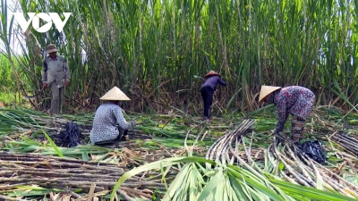 &Aacute;p thuế đường Th&aacute;i Lan, gi&aacute; m&iacute;a trong nước tăng ngay 200.000 đồng/tấn